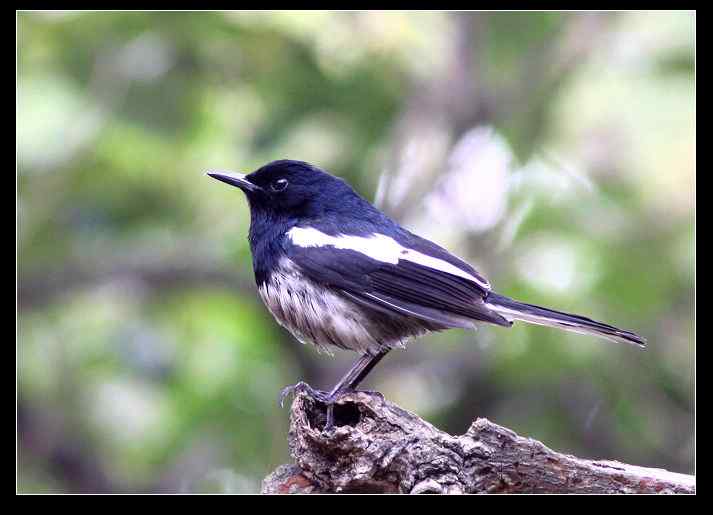 武汉观鸟会初级观鸟讲座[第10课]——冬季观鸟