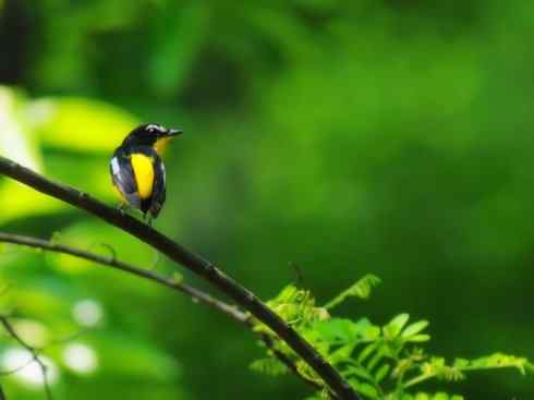 美丽无罪：雀鸟之姬鹟