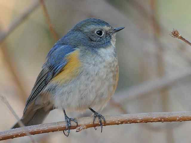 植物园拍摄红胁蓝尾鸲