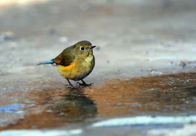 雌性红胁蓝尾鸲（20）