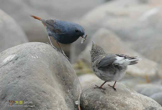 父爱如山：实拍红尾水鸲和它的四个宝宝们
