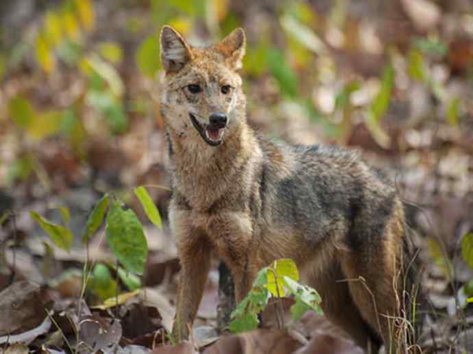 犬科:犬亚科犬属之金豺、黑背豺(胡狼类) 犬科:犬亚科犬属之金豺、黑背豺(胡狼类)