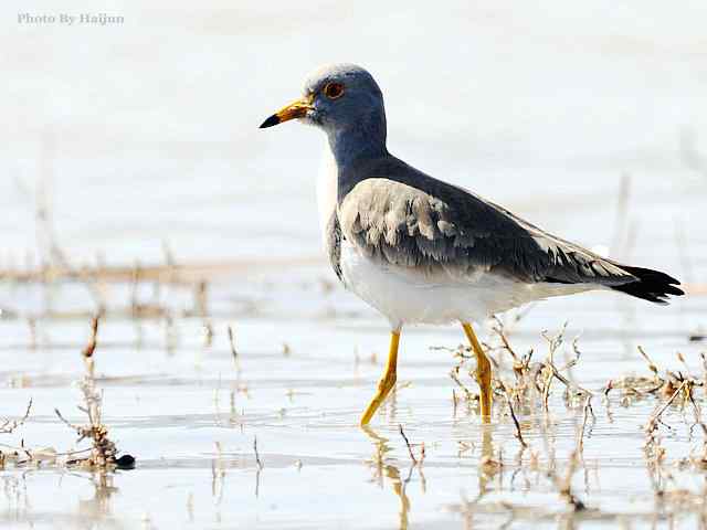 风乍起 wbr吹皱一湖碧水(观赏灰头麦鸡)