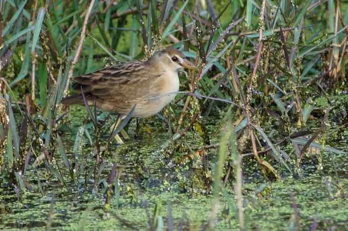 白眉田鸡——中国大陆新记录