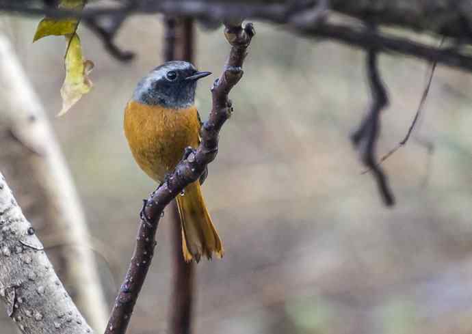 230.打鸟归来收获多多---2.北红尾鸲 230.打鸟归来收获多多---2.北红尾鸲