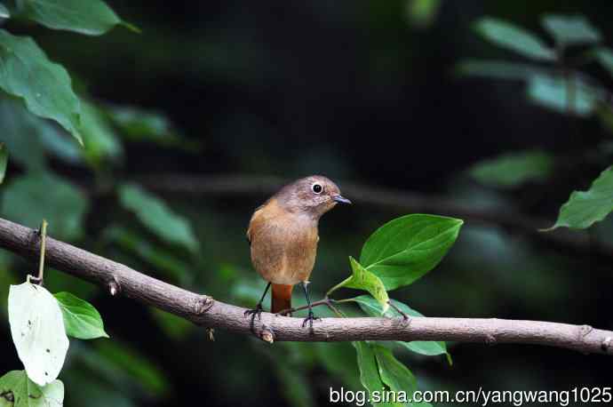 雌性北红尾鸲(10) 雌性北红尾鸲(10)