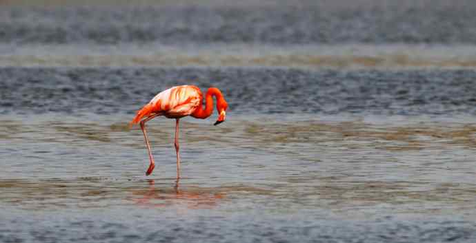 远方的神秘来客---野生火烈鸟