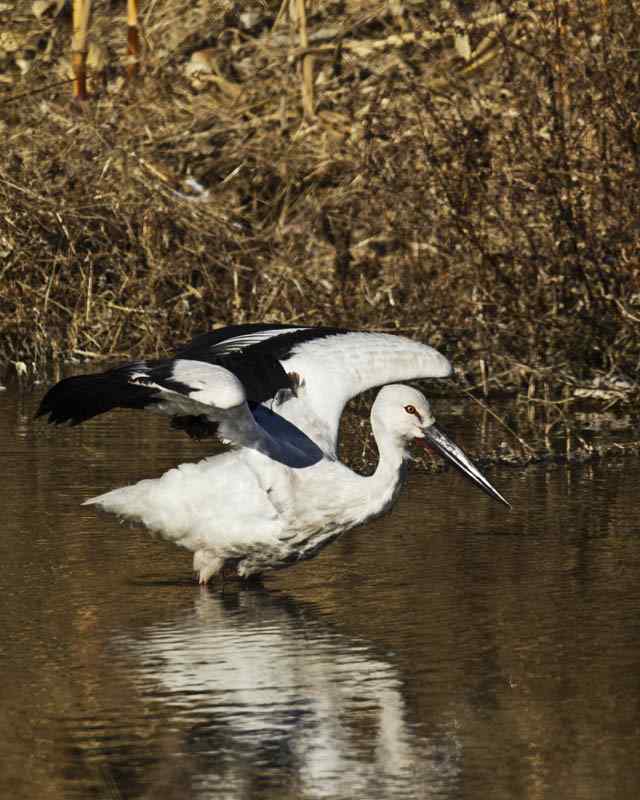 北京野鸟摄影——东方白鹳