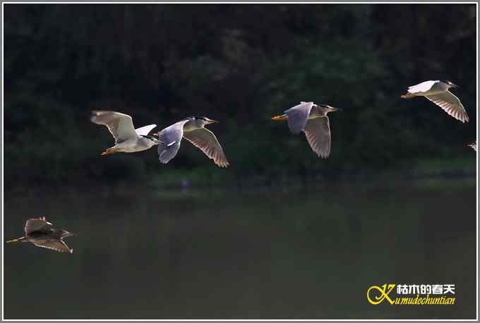 拍鸟需要一种心境【照片】