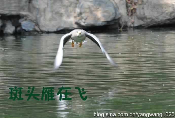 飞（斑头雁、野鸭）