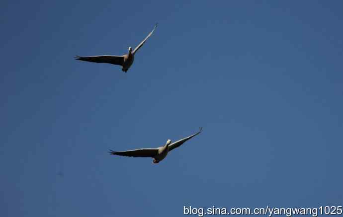 飞 wbr(斑头雁) wbr2 飞 wbr(斑头雁) wbr2