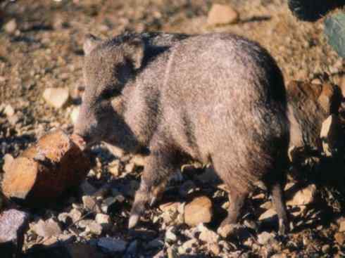 动物世界：山寨还是原创之四