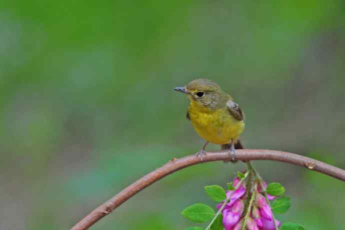 雌性绿背姬鶲（10）