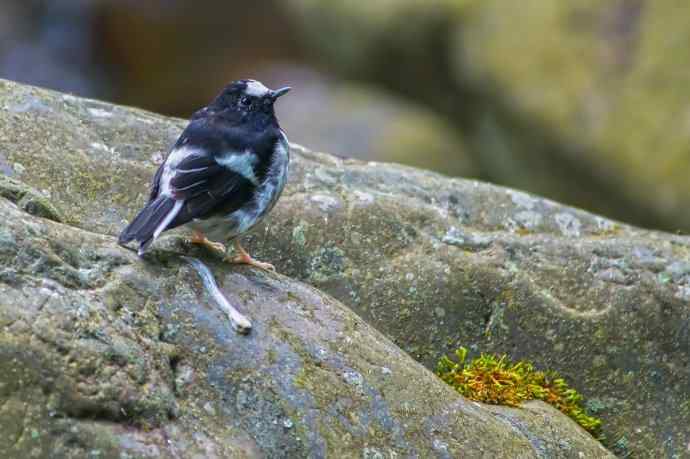 小燕尾（新品）
