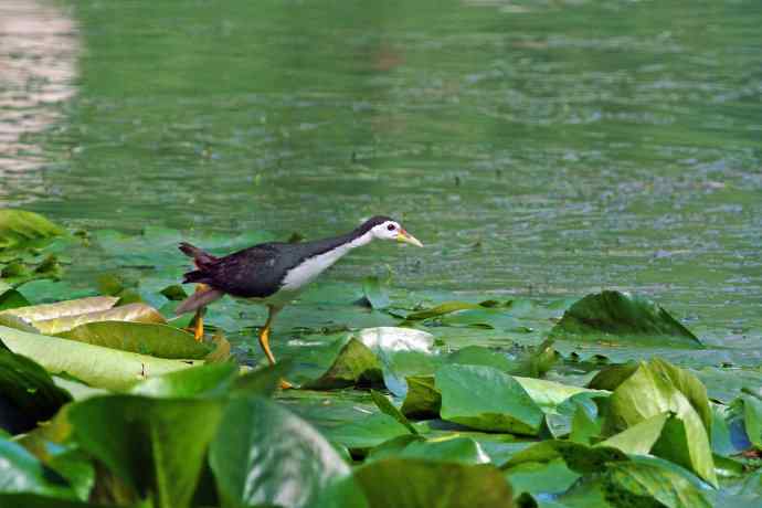 白胸苦恶鸟(1) 白胸苦恶鸟(1)