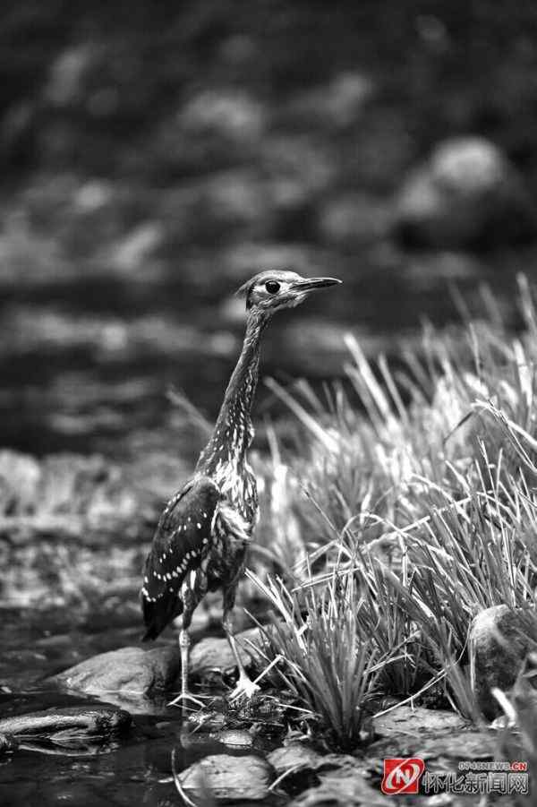 海南虎斑鳽现身湖南怀化