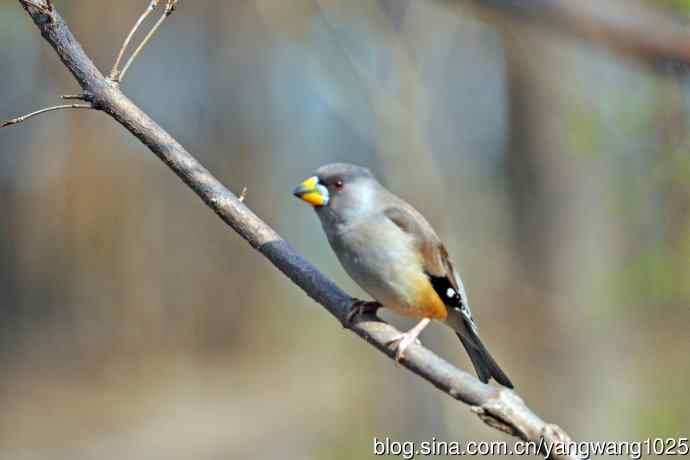 雌性黑尾蜡嘴雀（1）