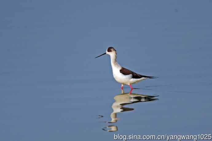 黑翅长脚鹬（2）