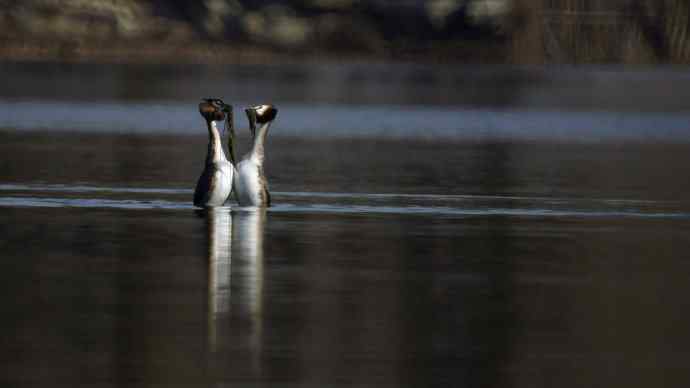 阳春三月闹爱情 阳春三月闹爱情
