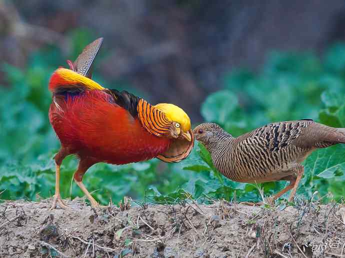 红腹锦鸡 wbr路 wbr有望当选为国鸟的鸟 红腹锦鸡 wbr路 wbr有望当选为国鸟的鸟
