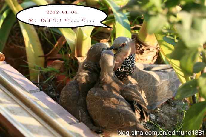 珠颈斑鸠育儿记