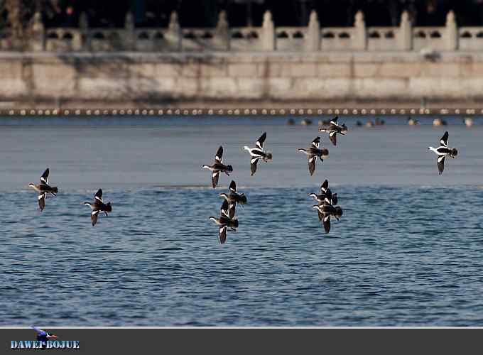 三月到昆明湖看天鹅 三月到昆明湖看天鹅