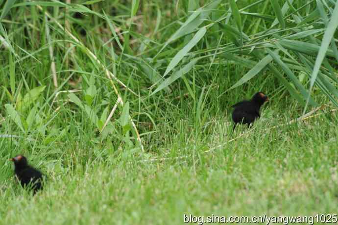 北京奥林匹克公园的鸟类——黑水鸡 2