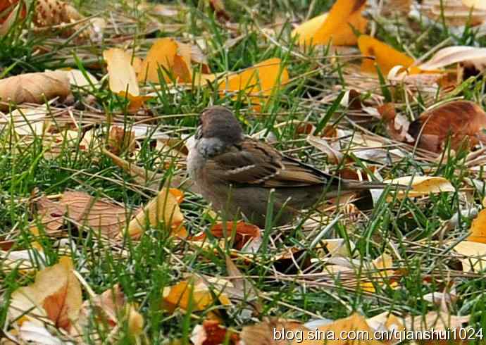 白头鹎的快乐生活(玉渊潭)