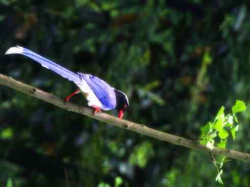 家禽驯化之源之三十一