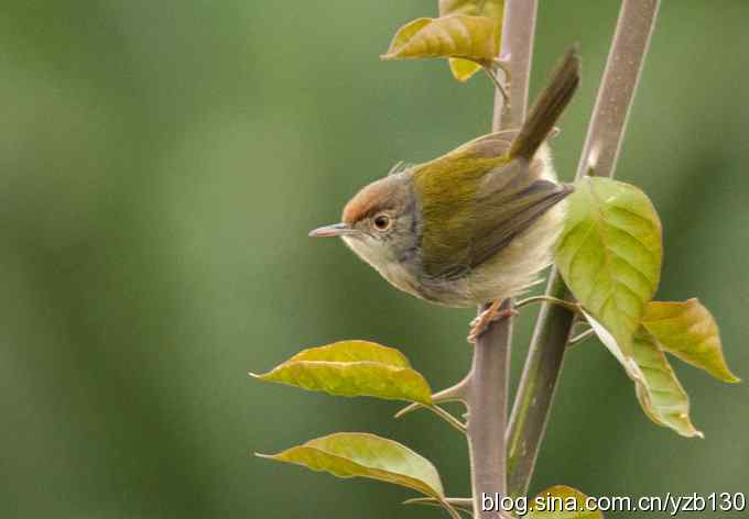深港拍鸟新纪录（10）鈥斺敵の卜煲遁海ㄗ橥迹