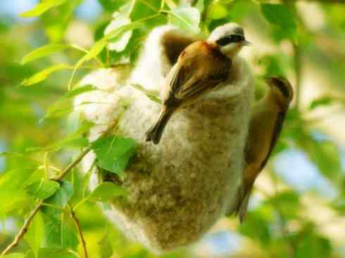 十大鸟类建筑师之二（织布鸟、维达雀）