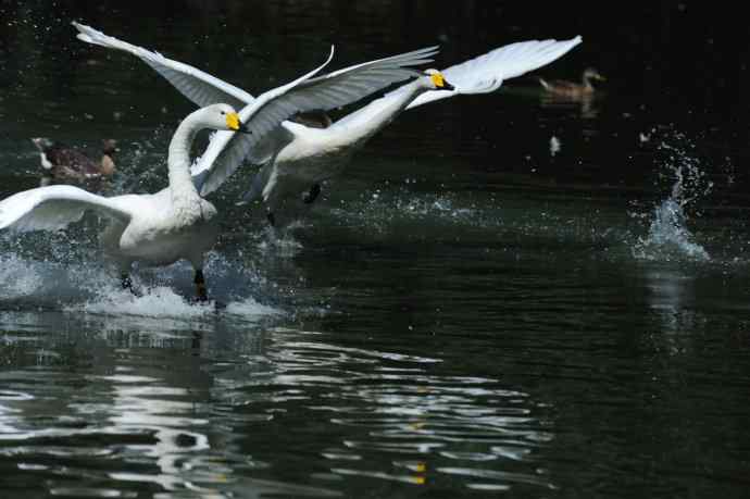 飞（白天鹅） wbr1