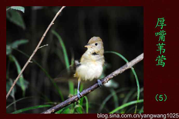 厚嘴苇莺（5）