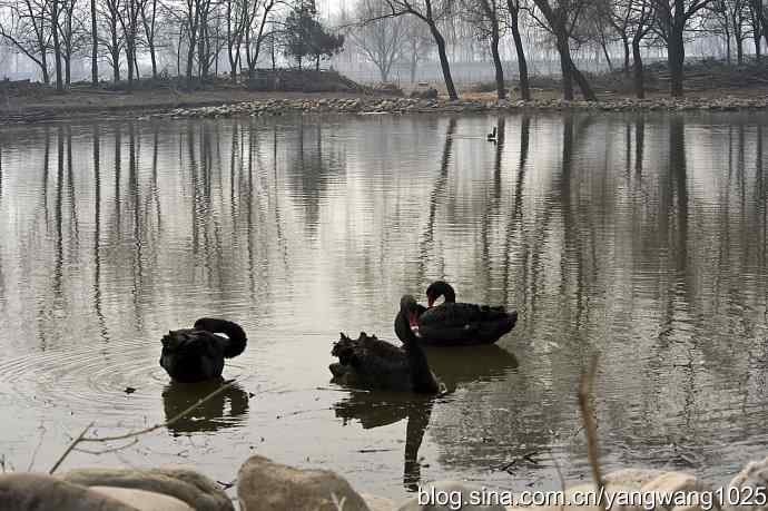 逆光拍摄黑天鹅 wbr1