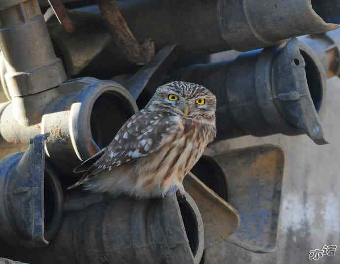 白河峡谷的纵纹腹小鸮