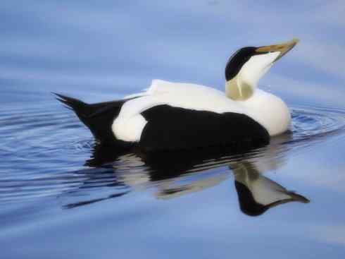 鸟类之最:欧绒鸭 鸟类之最:欧绒鸭