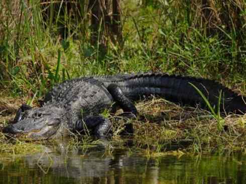 龙:传说的兽原型探秘(短吻鳄类) 龙:传说的兽原型探秘(短吻鳄类)