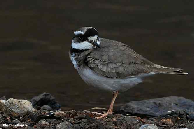 白河湾邂逅长嘴剑鸻