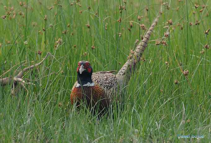 雄风大雉争欢斗勇