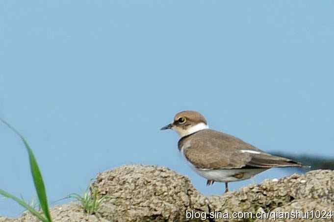 沙河水库.可爱小鸟环颈鸻