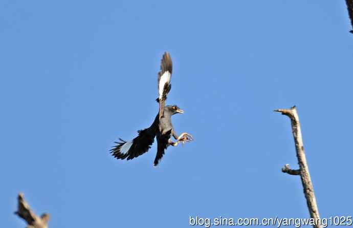 捕飞虫的八哥（记实）