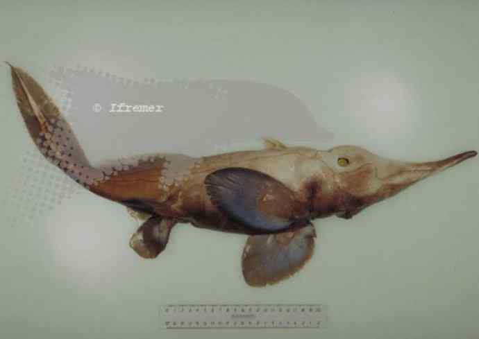 鱼类活化石：长吻银鲛