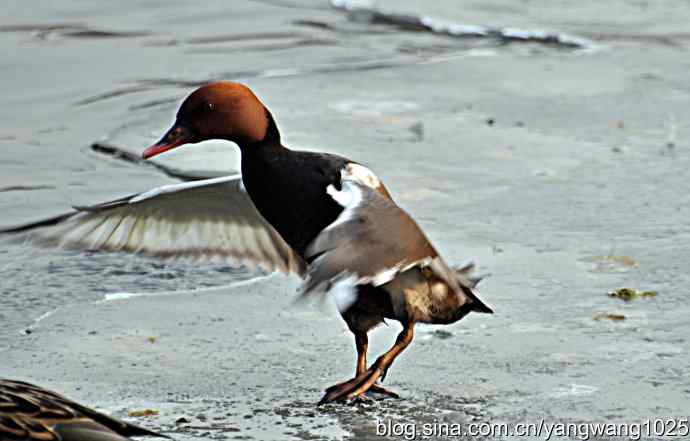 冰上舞蹈（白天鹅、赤麻鸭）