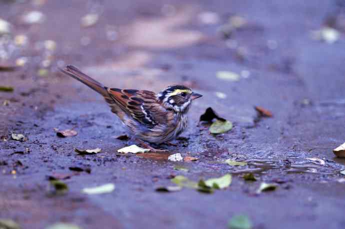 不修边幅（跟踪记录的一只小鸟）2