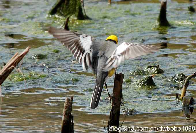 沙河观鸟 沙河观鸟