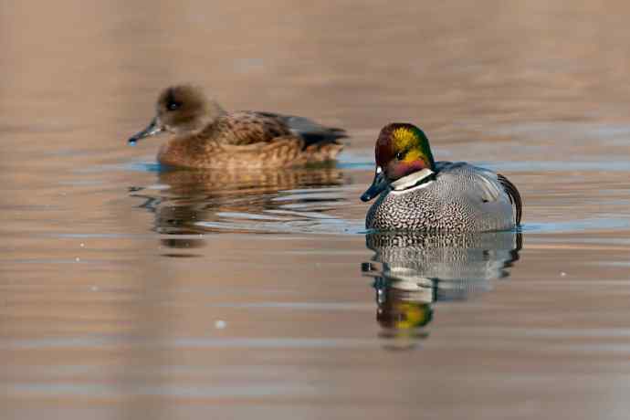 唐罗鸭 wbr八百里加急★ 唐罗鸭 wbr八百里加急★