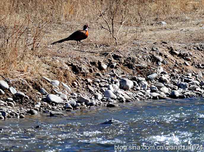 生境鸟片.风景独好