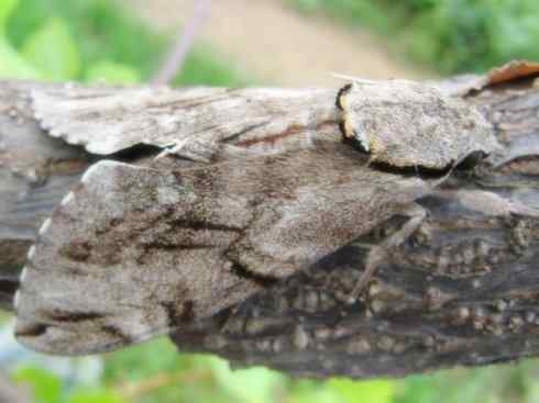 十大喜食蜂蜜动物：鬼脸天蛾