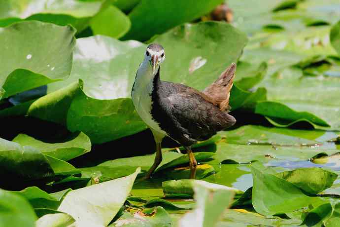 龙潭西湖的白胸苦恶鸟
