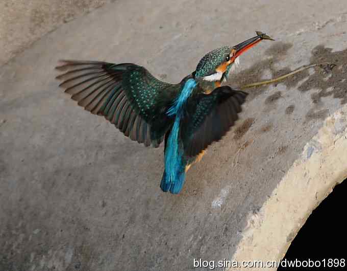 新年第一炮：小翠抓虾